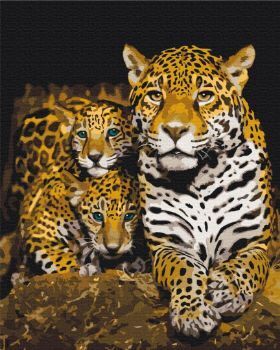 Picture of PAINT BY NUMBERS NOCTURNAL LEOPARDS WRAPPED